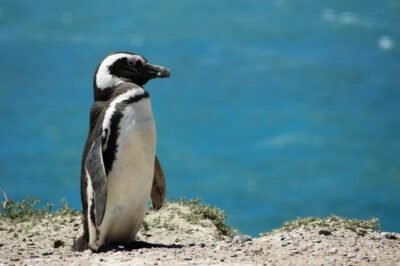 pinguinm patagonia argentina foto divulgação