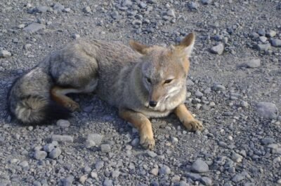 patagonia chilena raposa foto divulgação